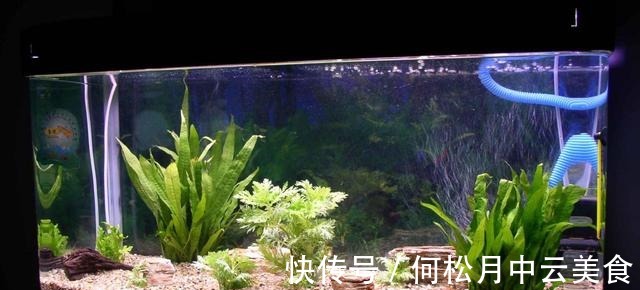 鱼缸换自来水的正确方法!