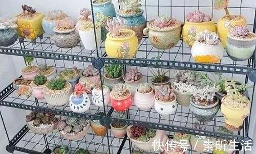 养多肉还在担心天冷叶子化水吗?套上它,反而不挨冻长得更好