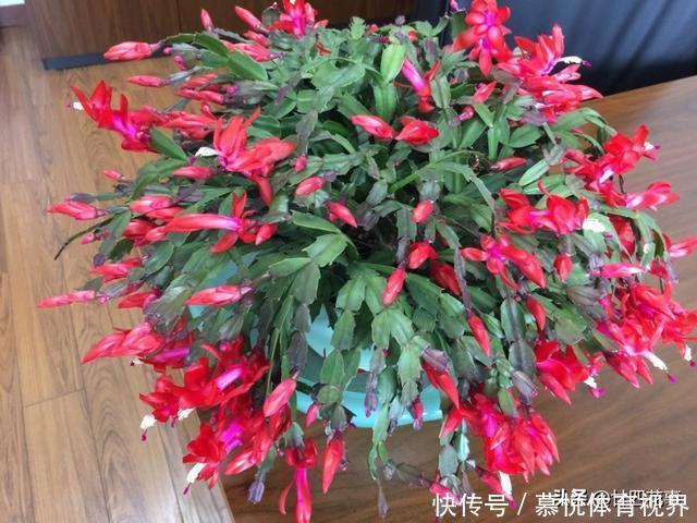 蟹爪兰|蟹爪兰叶子软塌,难复花,“根源”在这里,解决后重新饱满猛开花