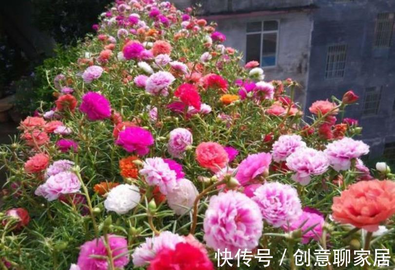 花卉|5种不起眼的小盆栽，价格便宜养护简单，越养越精贵，适合新手