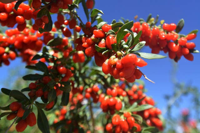 滋补|枸杞怎么吃才养生?煮着吃?泡茶喝?都不是!这样做才能最滋补