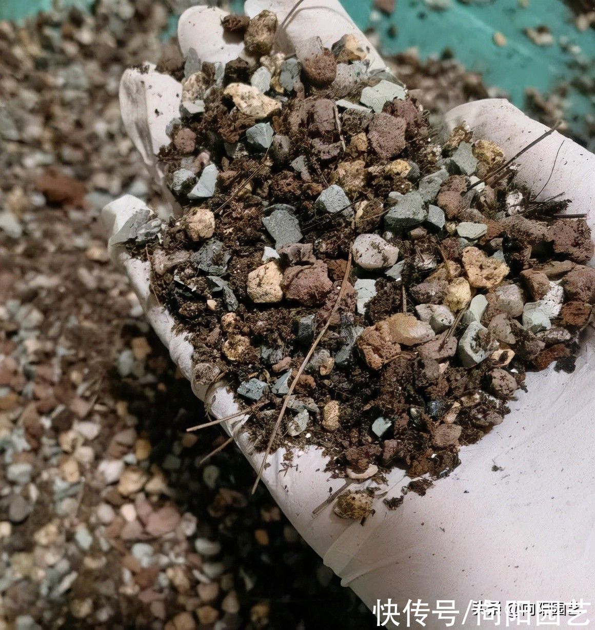 软质|不用永远体验不到，软质颗粒养多肉，效果真的很好，根系超发达
