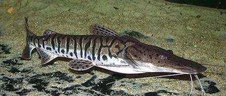 值钱|网友钓上不明之物,有人说这是稀罕物,很值钱