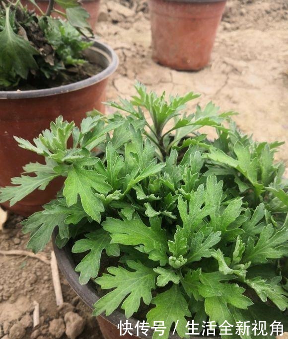 春天种下几株菊花,秋天才能怡然自得地赏花,喜欢菊花的赶紧种!