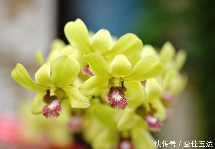 兰花如何养护，注意掌握正确的光照，比施肥更重要