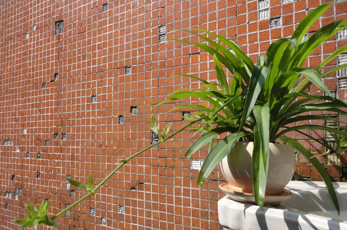 适合养在客厅的“4类花”,越养家里越“干净”,又美又健康