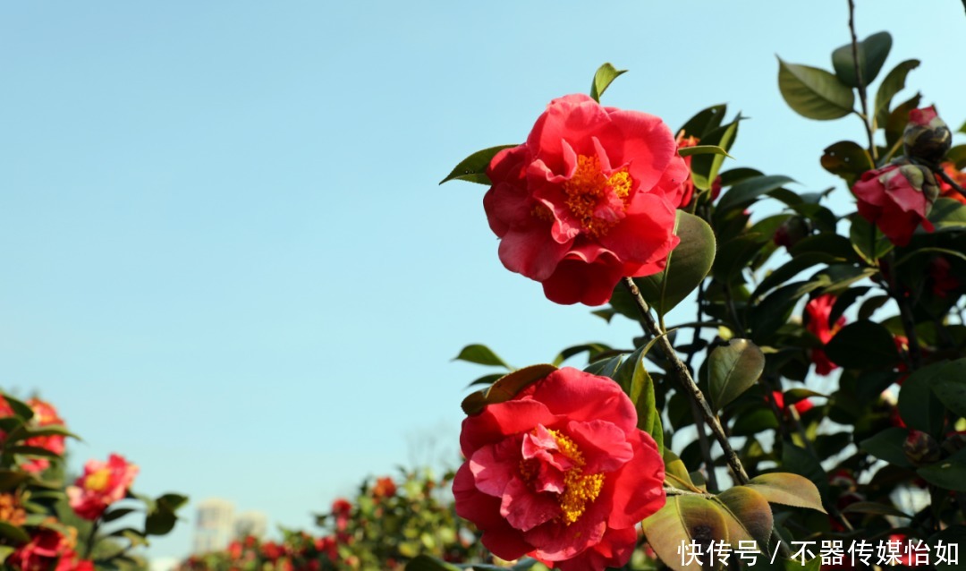 老年|春暖花开，踏青赏花正当时