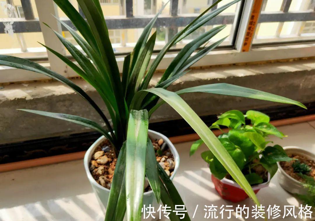 黄叶|养花“黑名单”实在太难养，心累