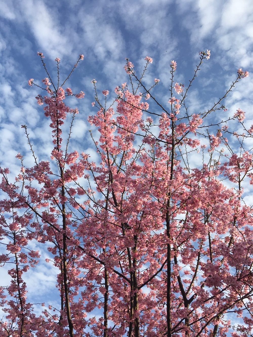 花开|春到明月村