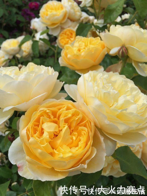 25款勤花又好养的月季品种推荐。新手一定要来一颗，盆栽地栽都行