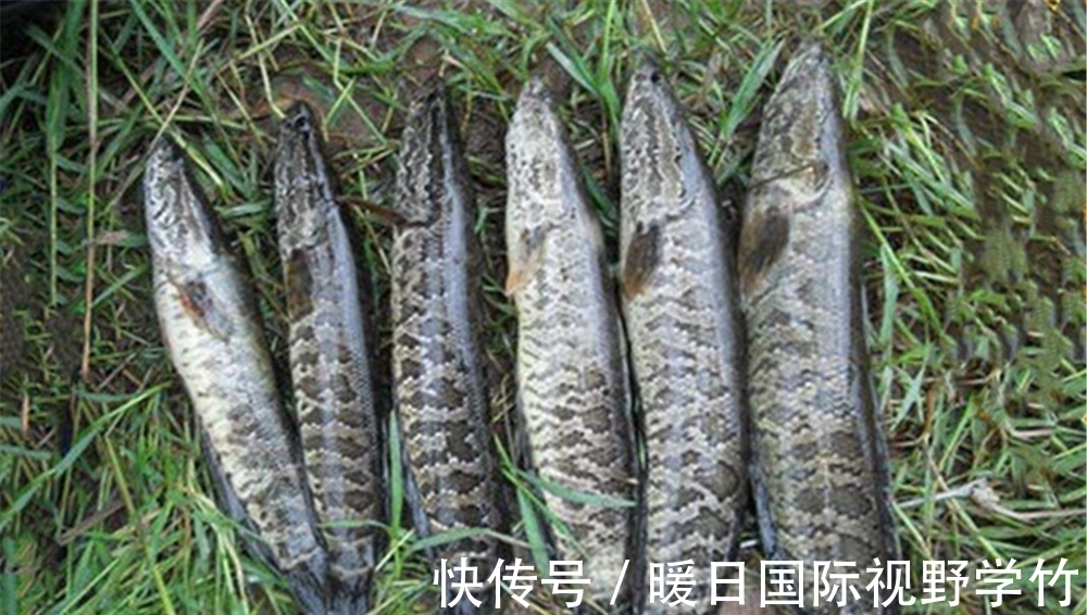 鲶鱼|盛夏“桩钓”黑鱼、鲶鱼技巧,越是简单的钓法,其实往往越是有效