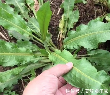 野菜|农村常见的一种“牛舌头”,谁见谁厌烦,殊不知还是上佳野菜