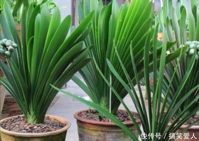 君子兰叶子出现褶皱,3个方面没有做好,应及时改正