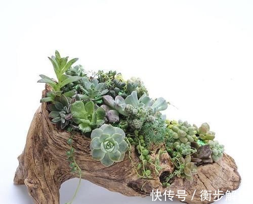 除了花盆之外,这些东西也是绝佳的养花神器,你用过吗?