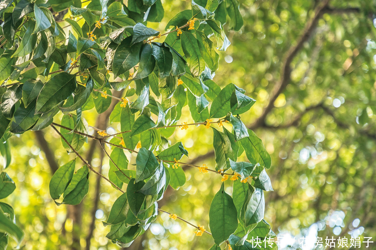 金桂不好养?四步教你养出一盆独一无二的桂花树,花开满枝头