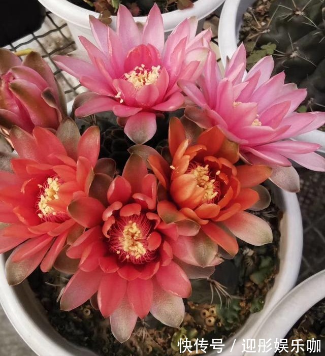 7种“漂亮花”,一个月不浇水,反而爱爆盆,越不管它越开花