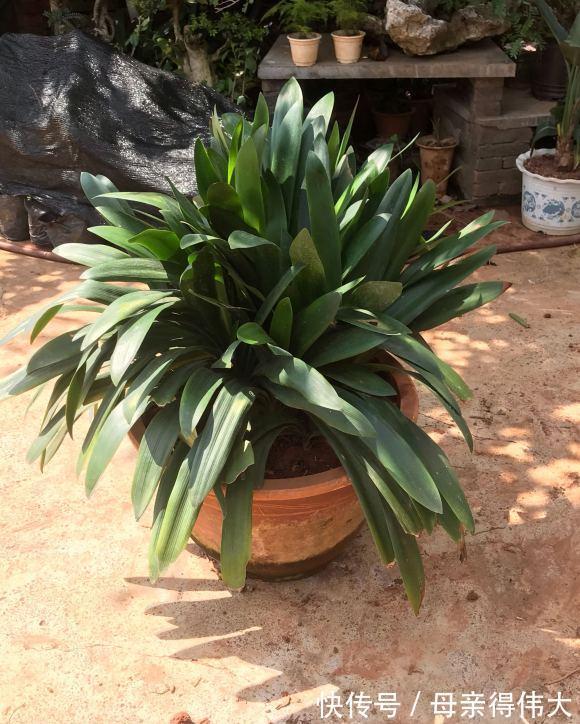 c养了39年的君子兰,叶子长了100多片,又浓又绿,太羡慕了