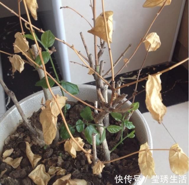 2种水,是养花的“砒霜水”,万万不能用,不然黄叶花枯死