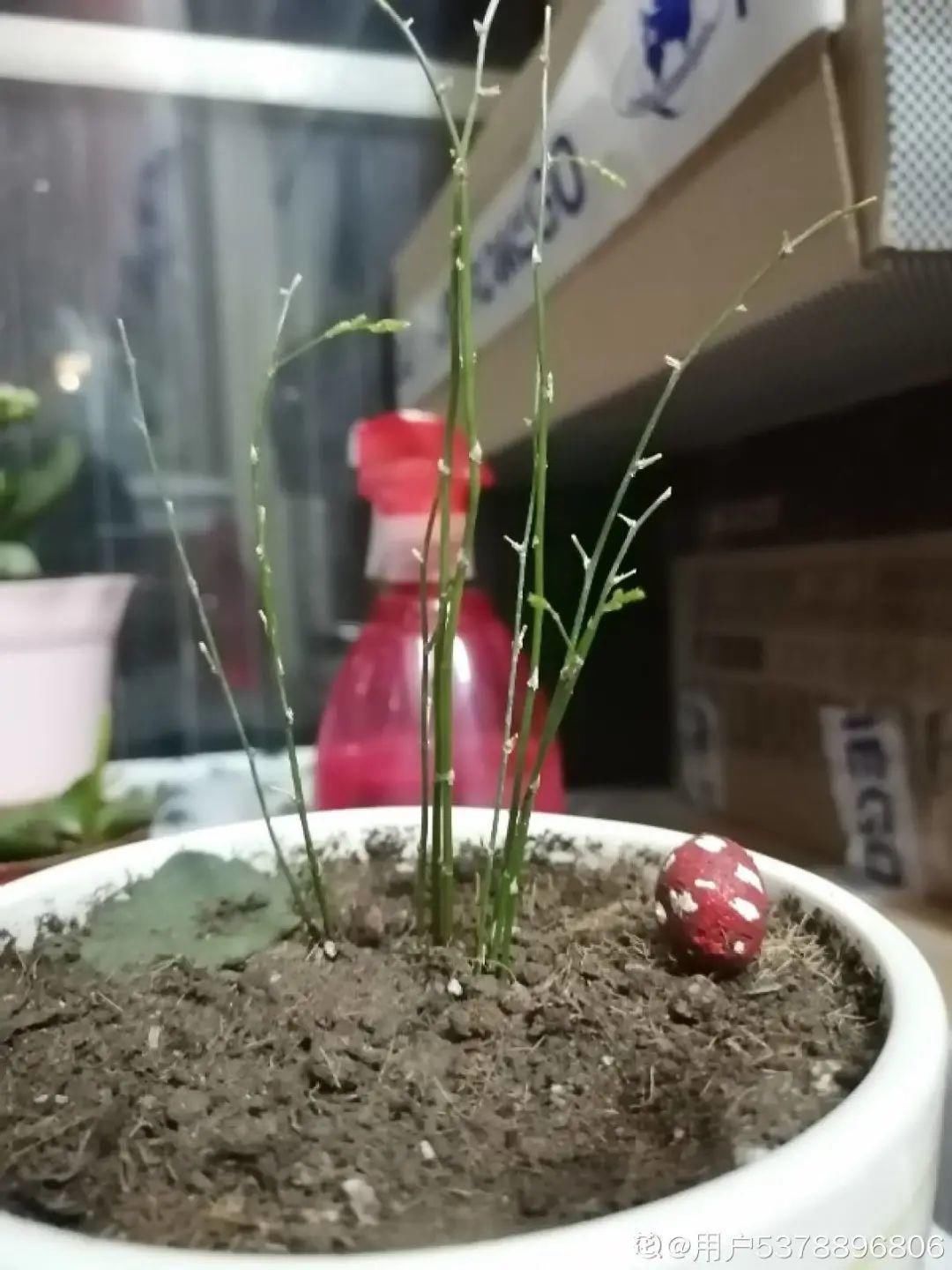 买的花总不活,秘密全在花盆里,搬起来看看才知道