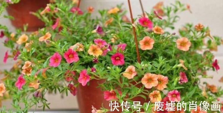 大岩桐|最适合新手养的4种花,沾土就能活,花期长达200天,养出小花园