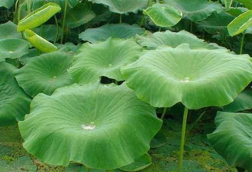 苹果|想肌肤年轻，多吃的食物，改善便秘，肌肤细腻，人体吃了不显老