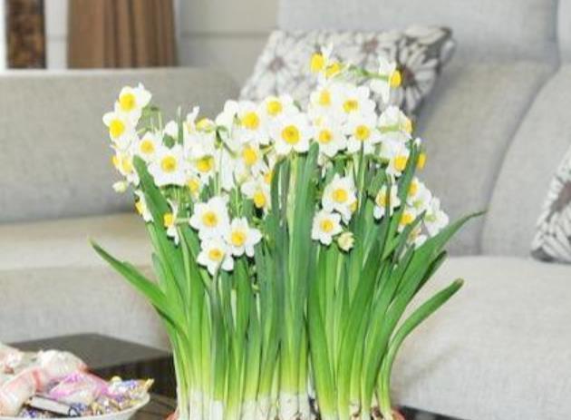 适合居家就养护的花卉,就是不闻不问,一样开成百花园