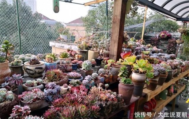 小东西|养花不烂根,捡来小东西垫在盆底,叶绿根壮猛开花