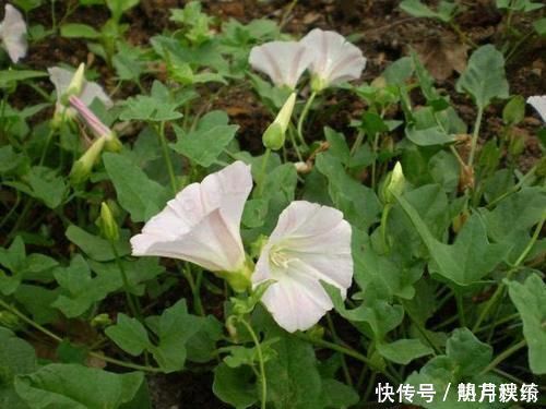 农民|玉米田里的“恶草”，农民见到就烦，但嫩叶却是上佳野菜，别错过