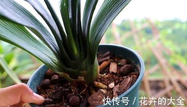 土壤|以下东西不要扔了,土里拌一些,养花效果好,改善土壤!