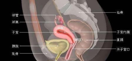 子宫内膜|这几件事最伤女性“子宫”!除了女性,男性才是最应该看看!