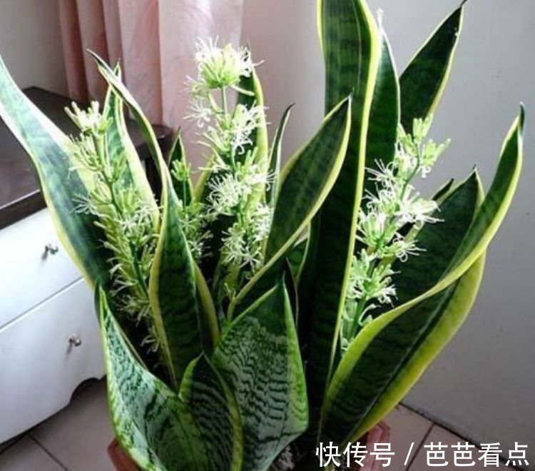 耐旱|4种花很耐养,沾土就能活,招财又开运,你养了吗