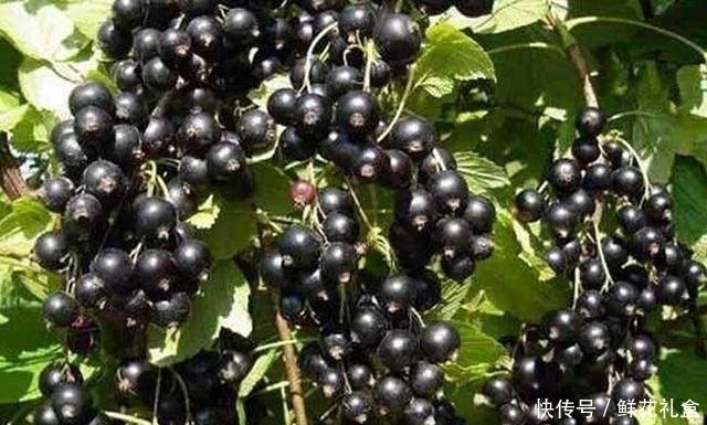 零食|女人不想老太快,此果每天当零食吃一把,气血足了,皱纹偷偷溜走