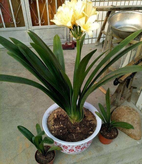 烂根|养君子兰浇水“别多手”,少做个动作,不烂叶、不烂根,花苞直冒