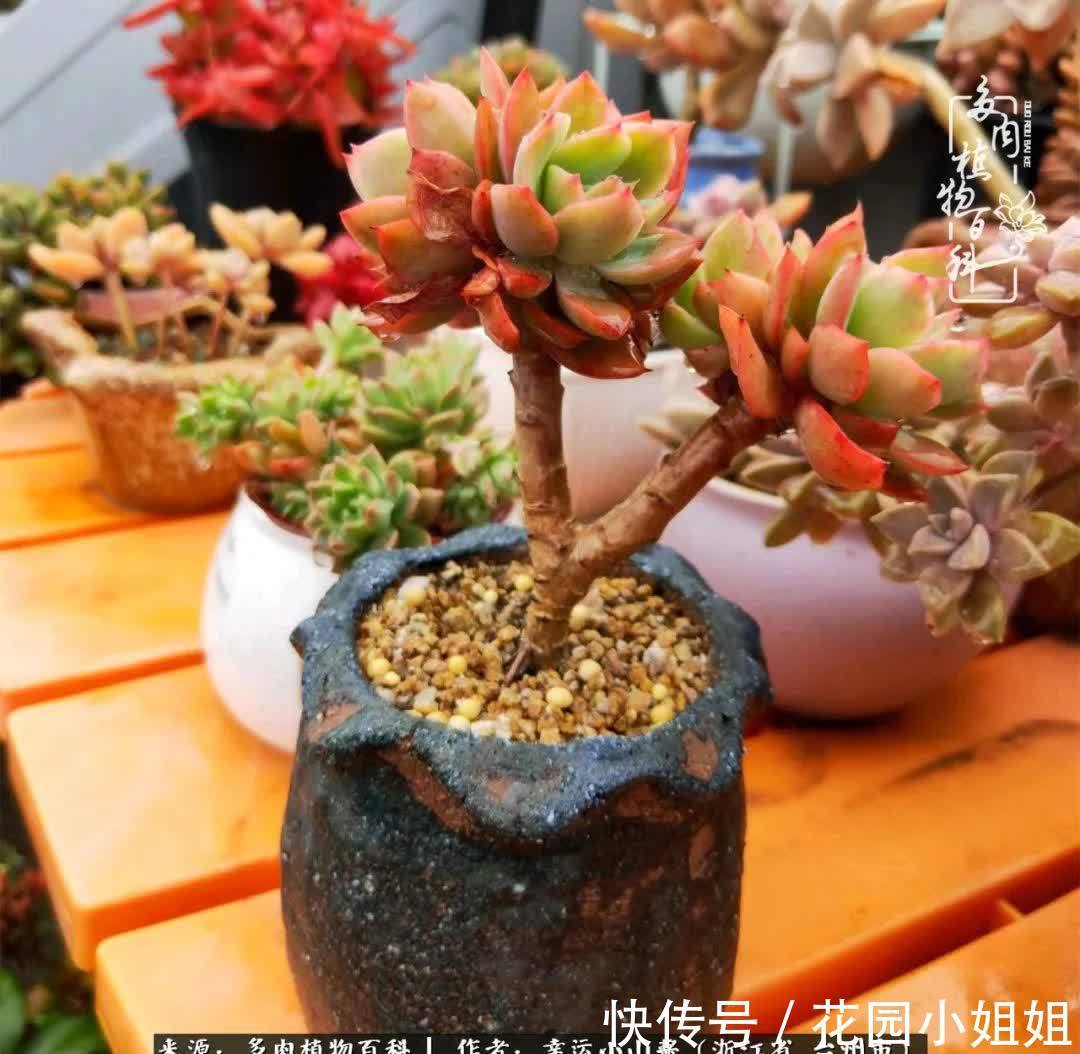 大棚|多肉赠与人间绝色，也赋予我春暖花开！