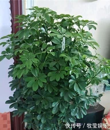 做好4点，鸭掌木安全度夏！天一凉快，叶子蹭蹭长，终年油绿