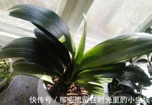 这“5种花”，别喷水到叶子上，要不马上“死给你看”，就是任性