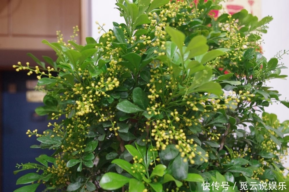 米兰盆栽换盆后叶片发黄又掉落该怎么办两种换盆方式两种方法