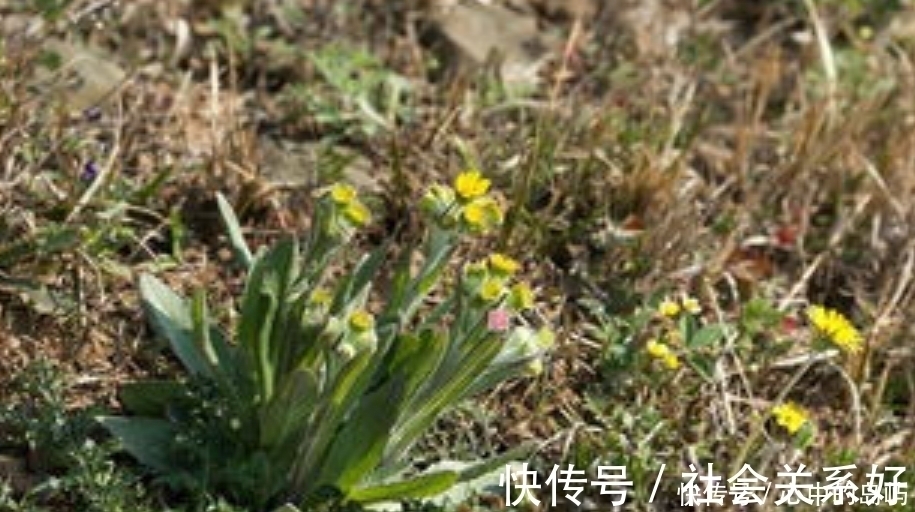 狗舌草|农村一种野草，人称“狗舌头草”，殊不知消炎利尿有特效，请珍惜