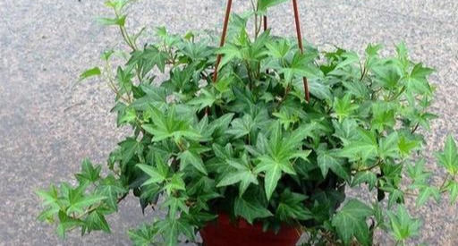 叶片|这几种花卉盆栽号称“天然空气清道夫”,养上一盆,不失眠睡得香