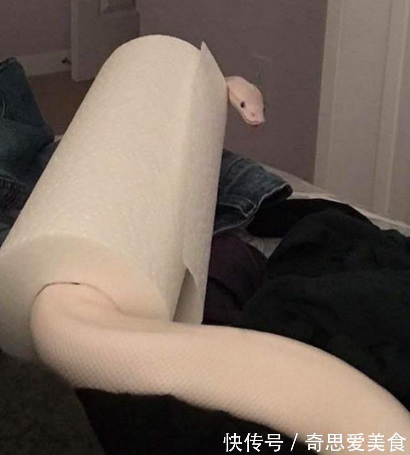 缘分|白蛇被女子养大,它喜欢看动画片,对女子忠诚,真是现实版的童话