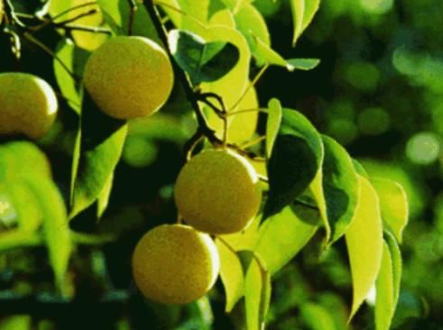 莲雾|对身体最好的三种食物，补充身体营养，淡化皱纹