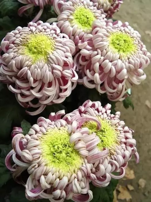 中国十大名花欣赏,美极了!