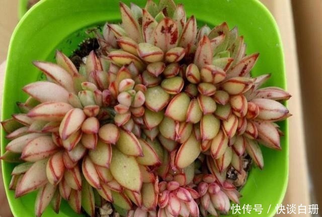 养护|这7款多肉名字金贵,寓意招财纳福,家中养一盆准没错