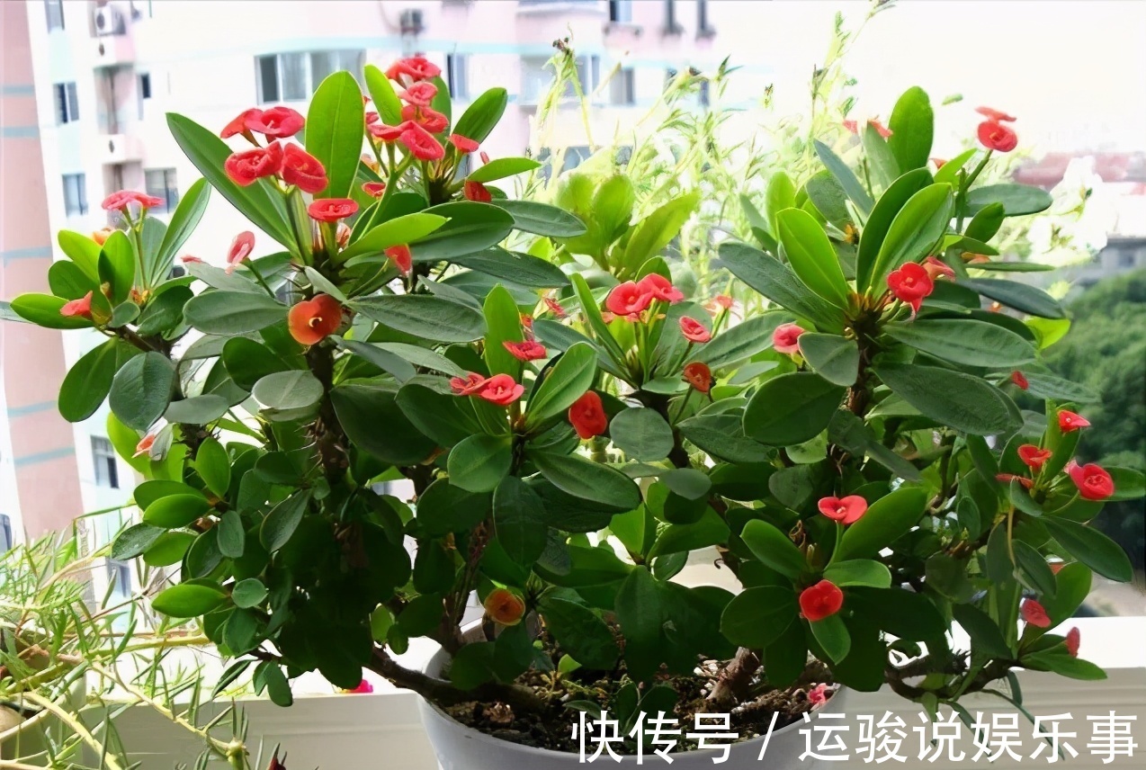 6种花超级喜欢太阳,晒得越多“花”越多,养一盆不亏