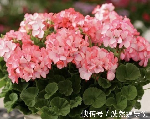 生肖女|“命中藏金”的生肖女,天生的乐天派,终生不会为钱财烦恼