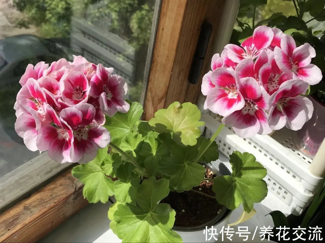 室内|15种可以在窗台上开花灿烂的室内盆栽,有散射光就能正常开花