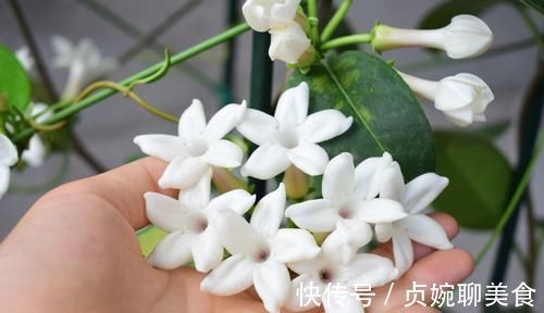 养花不如养这几款花，好养还爱开花，鲜艳漂亮，花开枝繁叶茂