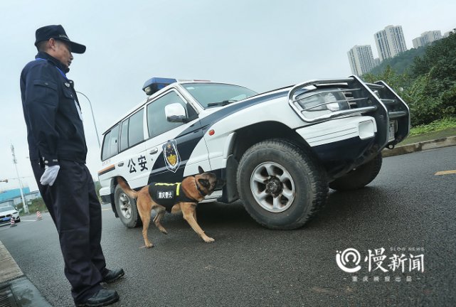 汪星|重庆警犬大比武，看“汪星人”如何找到隐藏的“爆炸物”