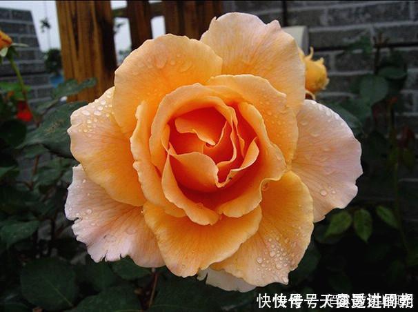 难度|最美的波浪边月季,又香又勤花,种植无难度,非常适合新手