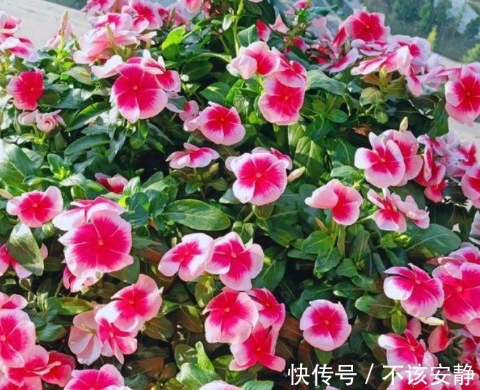 丽格海棠|家里就养4种花，耐旱又耐晒，一年四季成“花海”，天天有花赏！